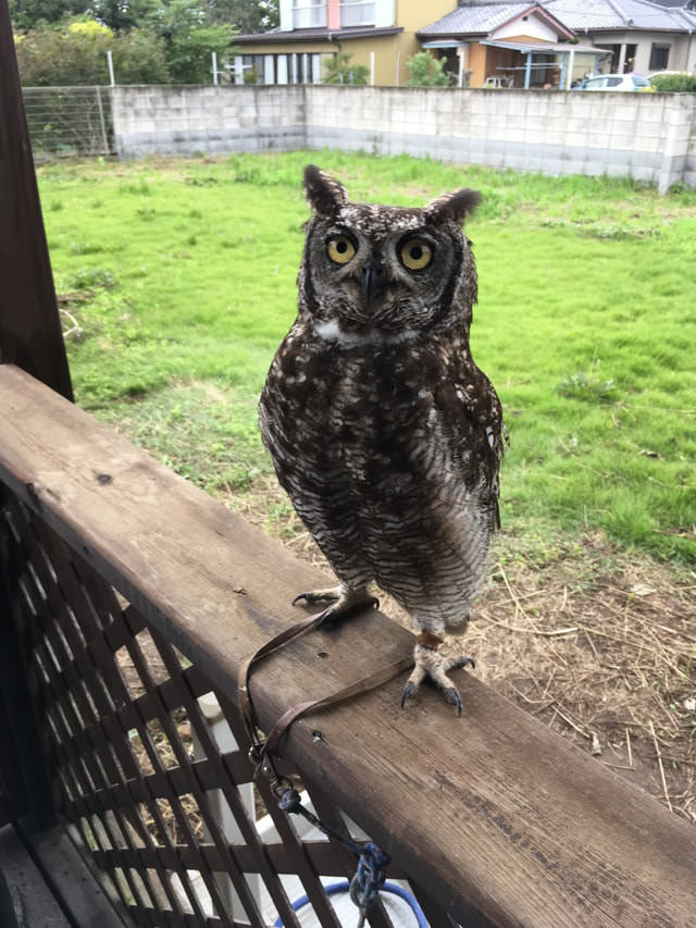 アフリカワシミミズク