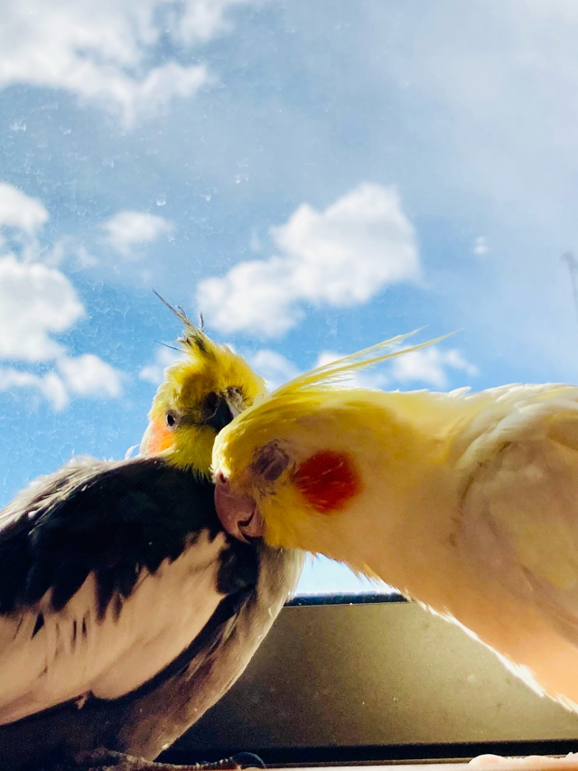 オカメインコ