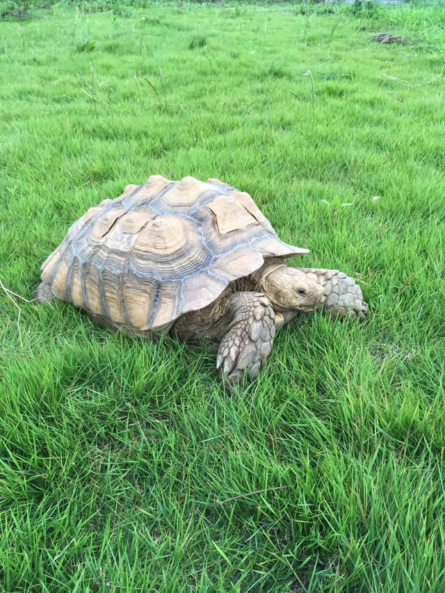 ケズメリクガメ