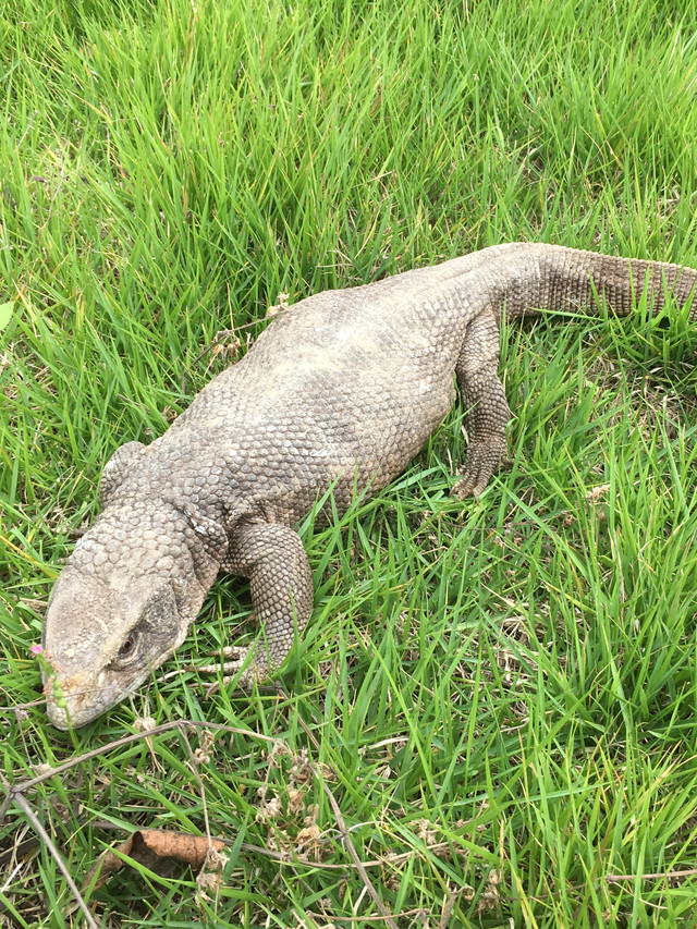 サバンナモニター