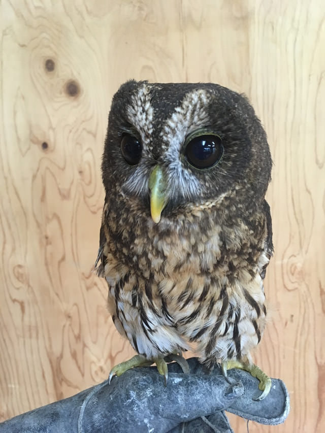 ナンベイヒナフクロウ