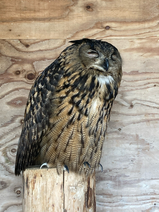 ユーラシアワシミミズク