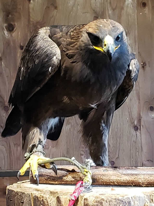 ハイブリットワシ(イヌワシ×ソウゲンワシ)