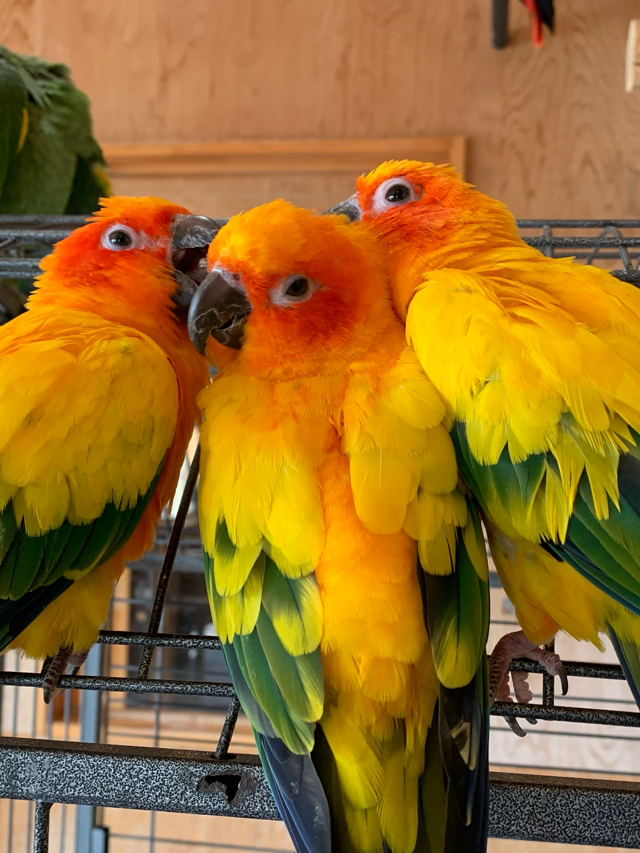 コガネメキシコインコ