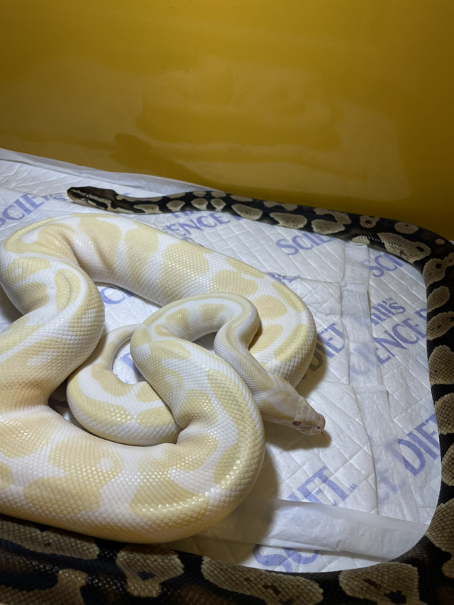 ボールパイソン