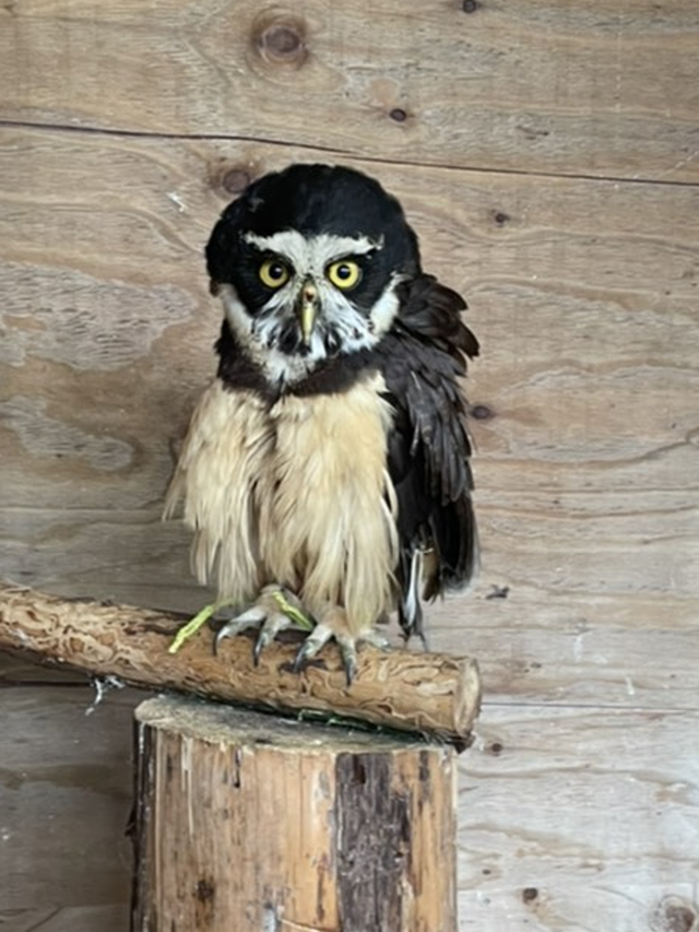 メガネフクロウ