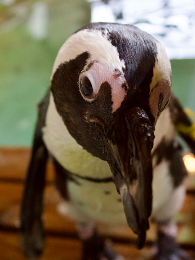 ケープペンギン