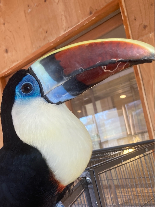 シロムネオオハシ